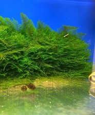 Christmas Moss Live Aquarium