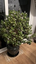 Jade Money Plant Crassula