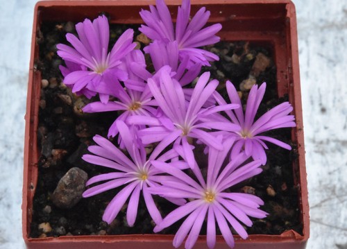 Conophytum luckhoffii ajy 1005 - luckhoffii,