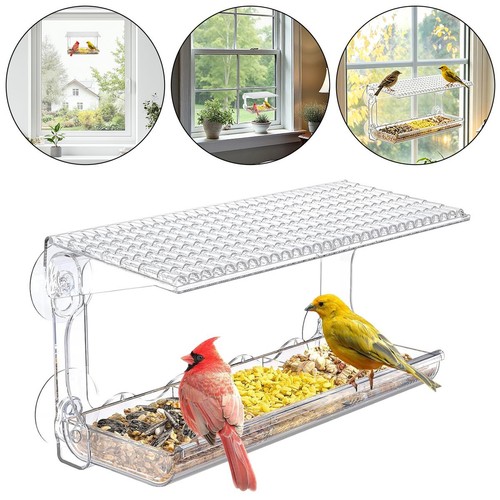 Clear window bird - window,