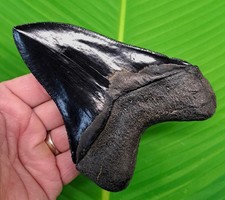 5.15” MEGALODON SHARK TOOTH Real Fossil   NO RESTORATIONS - GEORGIA