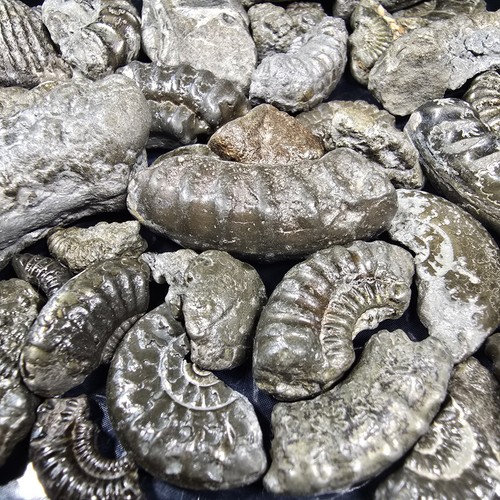 Pyrite ammonite fossil - pyrite,