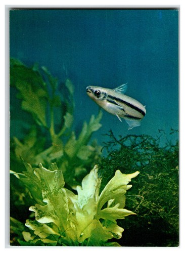 Vintage eutropiellus debauwi - vintage,