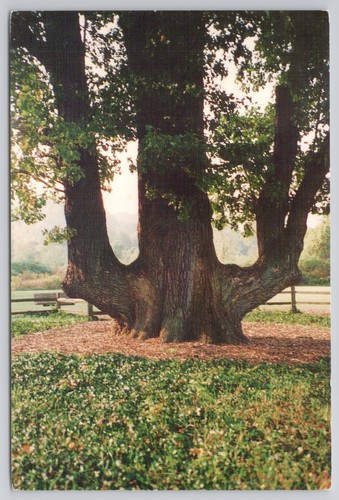 Unique giant triple - unique, trunk