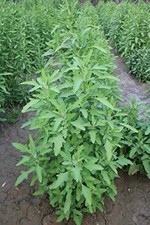 Lamb’s Quarters/Fat Hen/Wild Spinach/Bathua Edible Leafy Green Plant-100+ Seeds