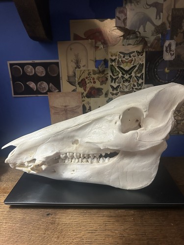 Huge wild boar skull all - skull,