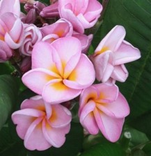 5 Fresh Seeds Frangipani