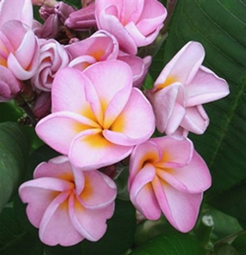 Fresh seeds frangipani - fresh,