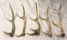 5 real stag antlers crafts