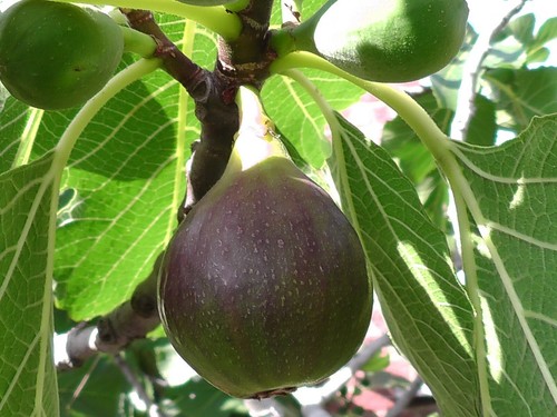 Fig tree from cyprus - from,