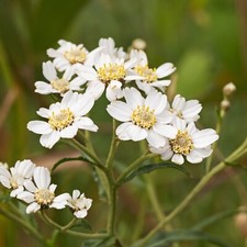 Achillea ptarmica Pond Plant