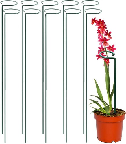 Single plant flower - 10, x