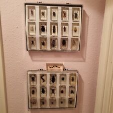 Bugs Full Collection