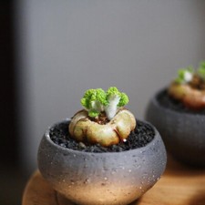 4cm 1PCS Live Sinningia