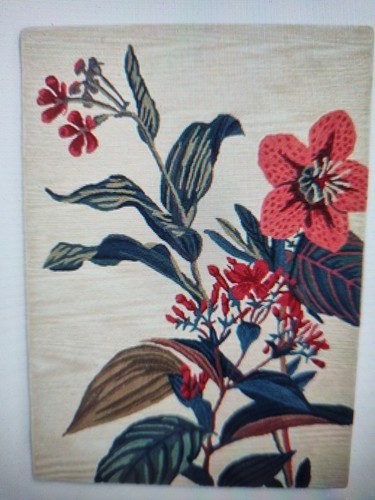 Next tropics bloom - tropics, floral
