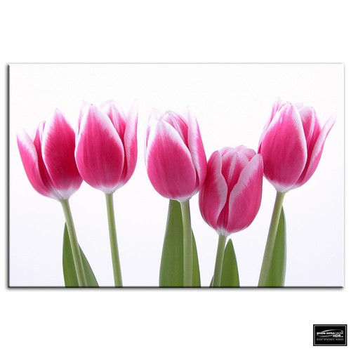 Tulips flowers floral - tulips,