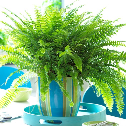 Stunning nephrolepis boston - stunning,