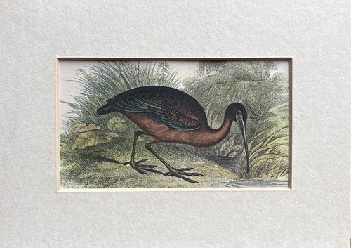 Antique glossy ibis coloured - antique,