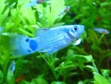 X8  Blue Mickey Platys Fry For Tropical Aquariums/Freshwater tanks