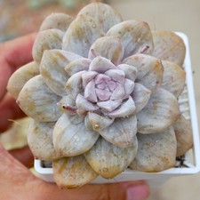 Exact Plant - Echeveria