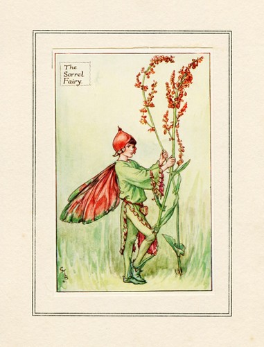 Original plate the sorrel - 'the,