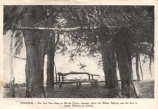 Youghal - Four Yew Trees - Sir Walter Raleigh Cork Ireland Postcard Phil Horgan