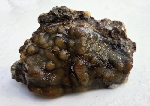 Large agatized fossil coral - large,