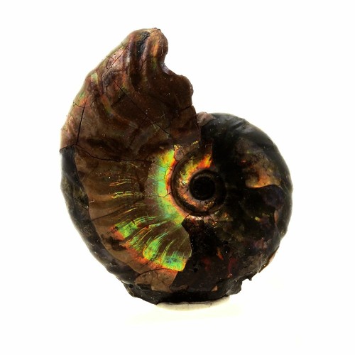 Ammonite fossil desmoceras - fossil,