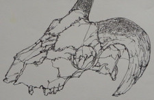 Original small pen & ink fine line drawing sketch of an animal rams skull
