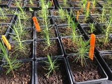 Ornamental Tree Collection-Multibuy Discount-Suitable for Bonsai-Plant Passport