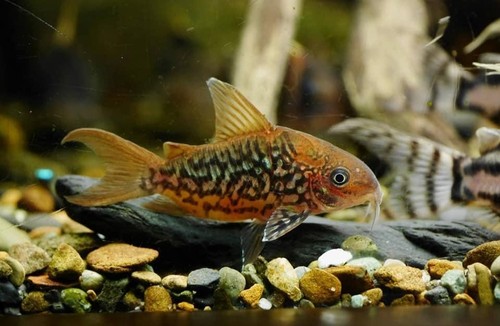 Cw005 pantanalensis corydoras - pantanalensis,