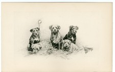 BORDER TERRIER ANTIQUE 1896