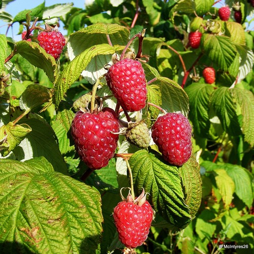 Raspberry polka 3 canes - -,