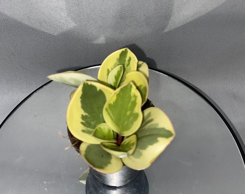 Variegated baby rubber plant - plant, |