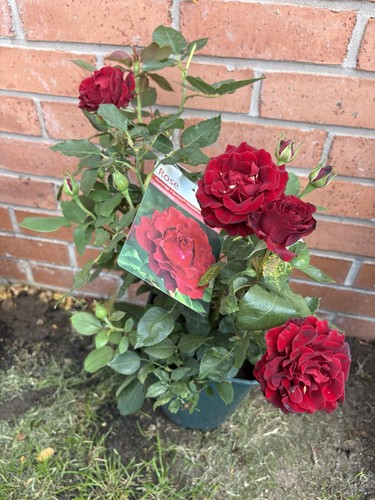 Delbard rose plant - rose,