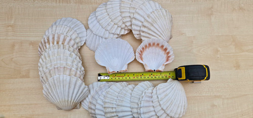 Pack natural scallop - 30,