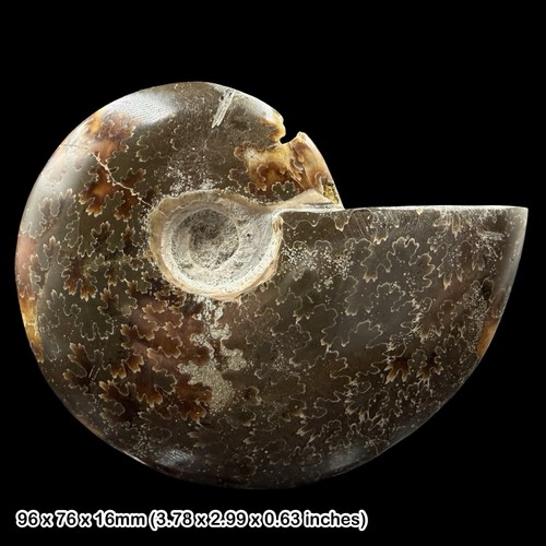 Polished ammonite fossil - polished,