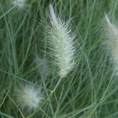 Pennisetum villosum cream - villosum, 'cream