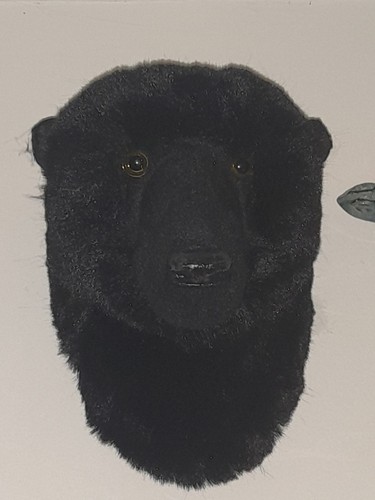 Super soft fake - fake, taxidermy