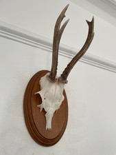 Antlers of a  Roe Deer 530