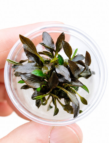 Live vitro aquarium plants - live,