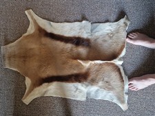  Real Springbok (Antidorcas marsupiali) Skin/Hide - Taxidermy - Vintage 