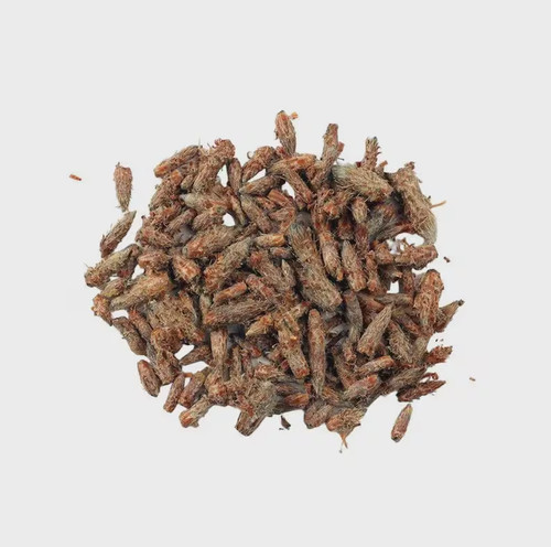 Pine buds herb pinus - buds,