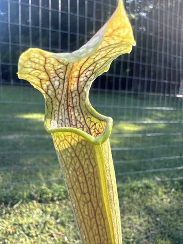 Sarracenia virginia power - sarracenia, “virginia