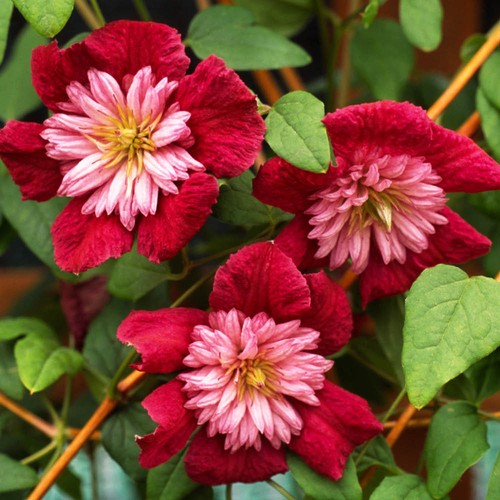 Climbing plant clematis avant - climbing,