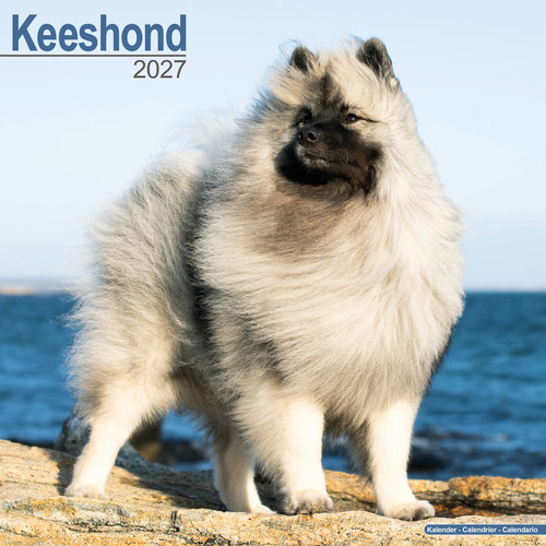 Keeshond 2027 calendar dog - calendar,