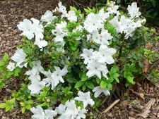 Rhododendron Rose Greeley