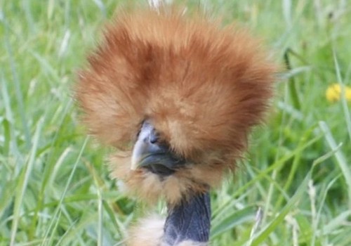 Frizzle show girl - frizzle,