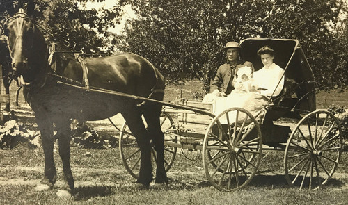 Antique rppc photo horse - antique,