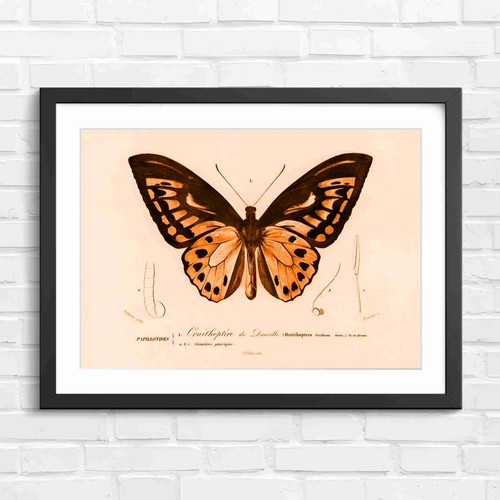Ornithoptera butterfly - ornithoptera,